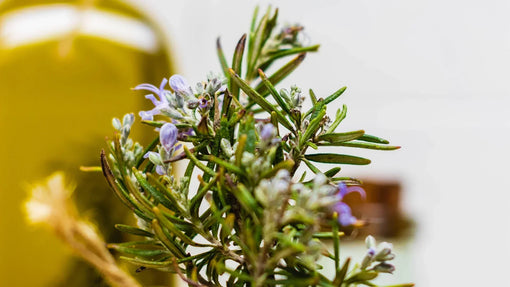 Biberiye Yağı Faydaları